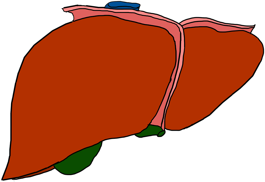 Liver (960x637)