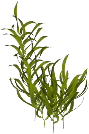 Rjs Bits Bobs Props Amp Pieces Old Stuff Sea Plants - Водоросли Пнг (334x491)