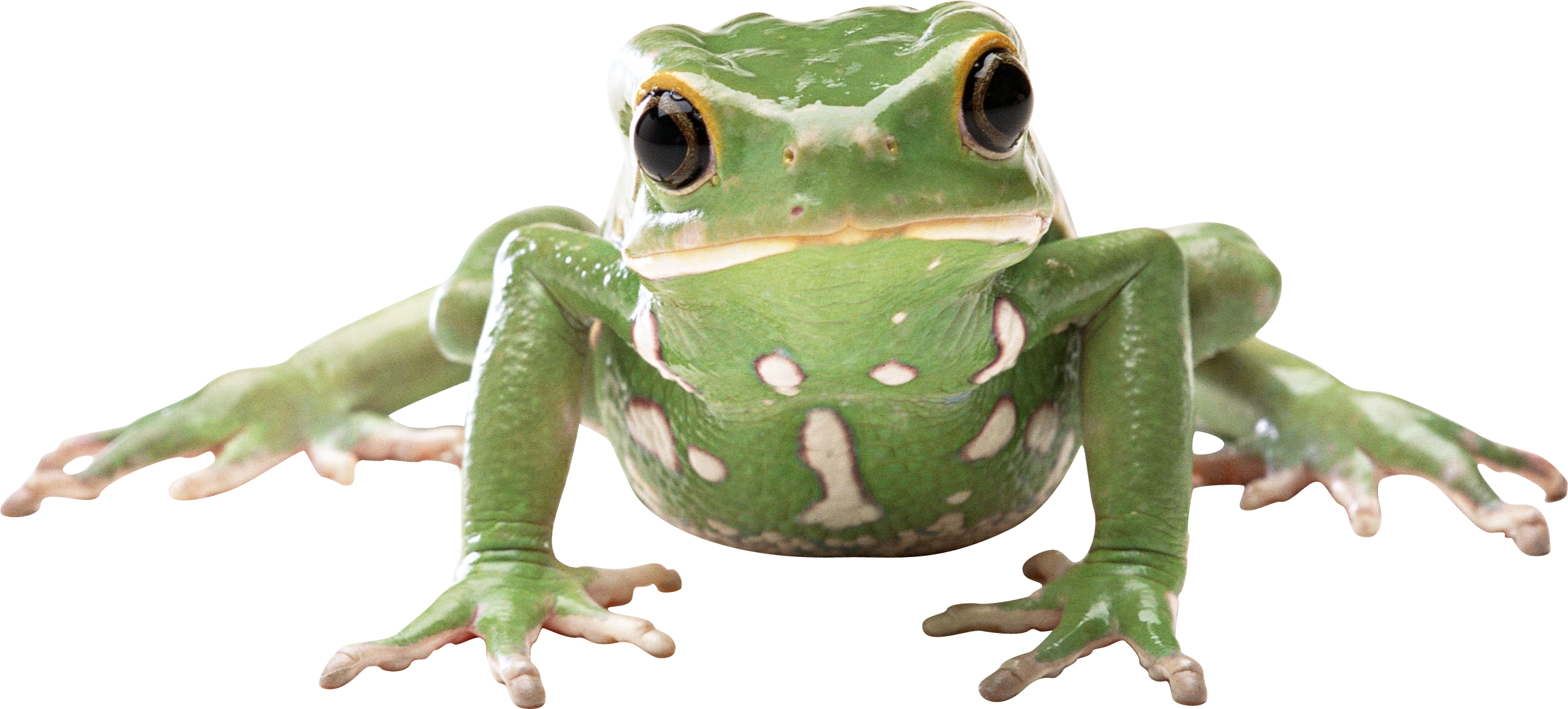 Waxy Monkey Tree Frog (2558x1157)
