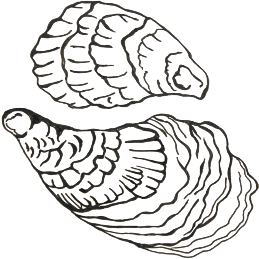 Oyster - Line Art (555x532)