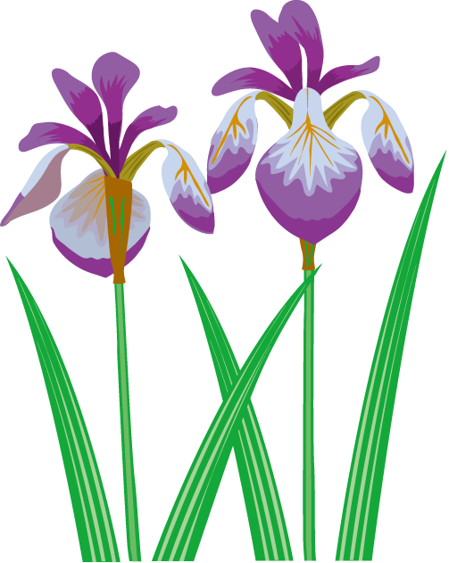 夏の花3 10 花菖蒲イラスト - 花菖蒲 の 花 イラスト (503x631)