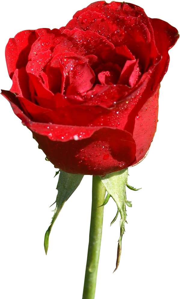 Ave - Fleure Rouge (672x1026)