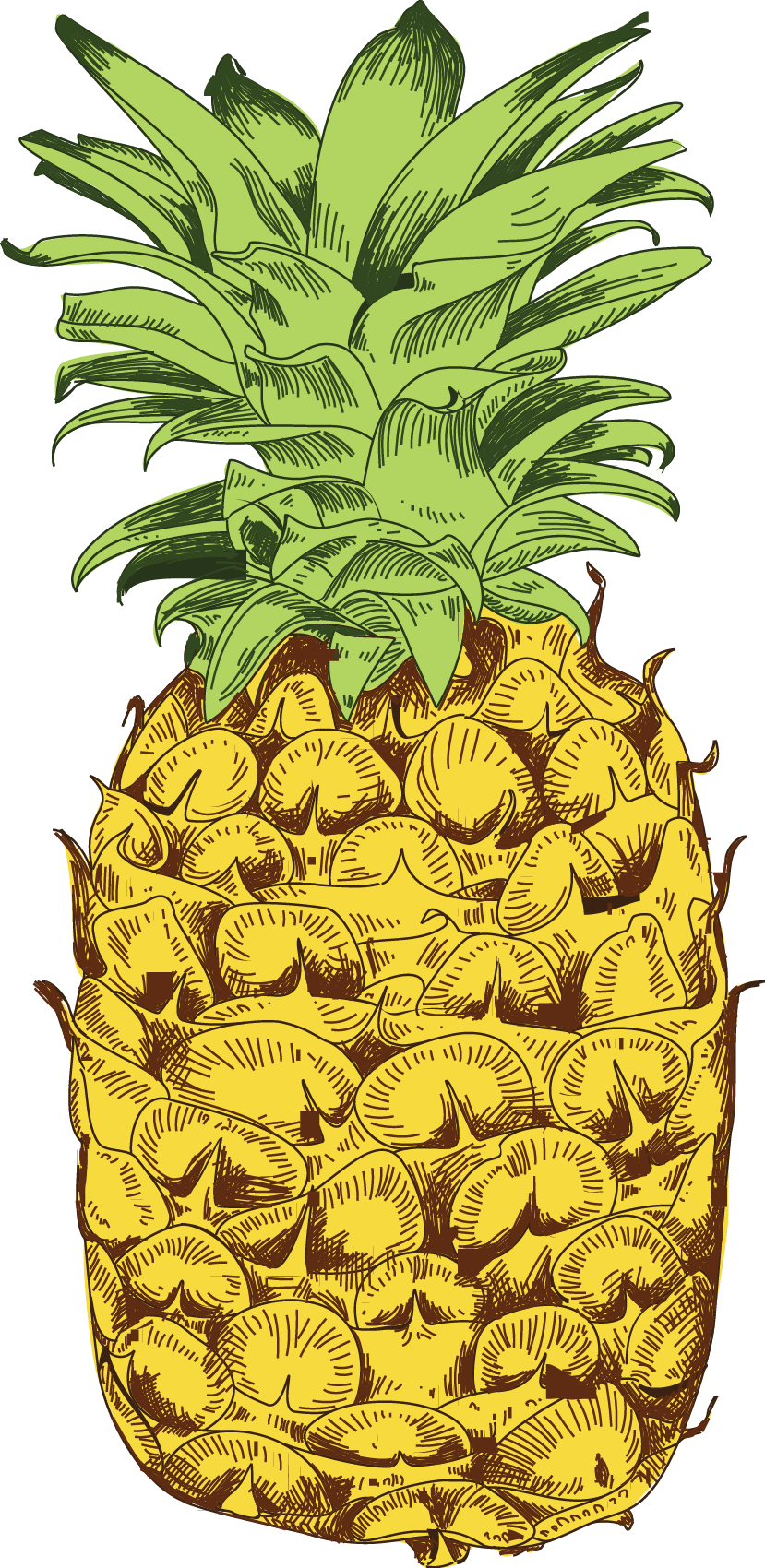 Pineapple (829x1700)
