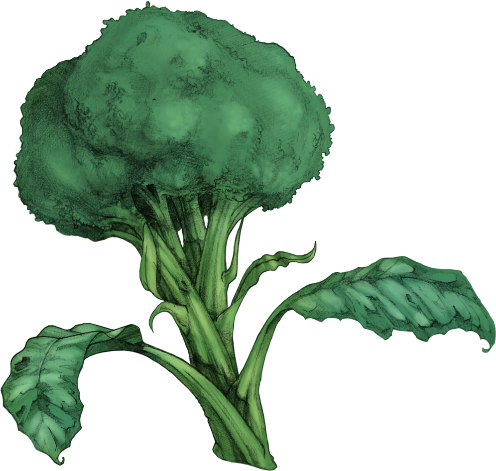 Brocoli - Brocoli (1000x1000)