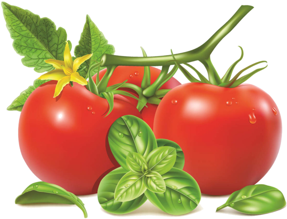 Tomato With Leaf Vector (600x458)