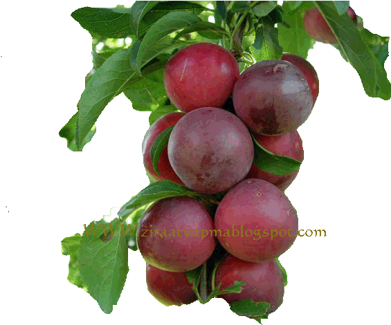 Eri̇k - Plum (640x480)