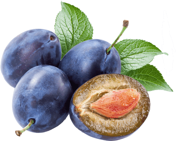 Bilberry (576x466)