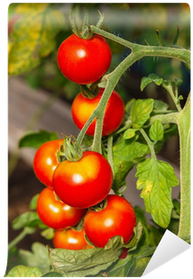 Tomato (400x400)