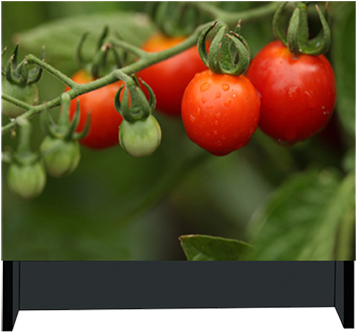 Uhp双灯系列 - Tomato (520x347)