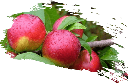 油桃 - Peanut Butter Fruit (433x287)