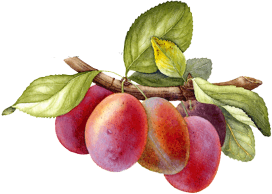 Plums - Ceylon Gooseberry (550x392)