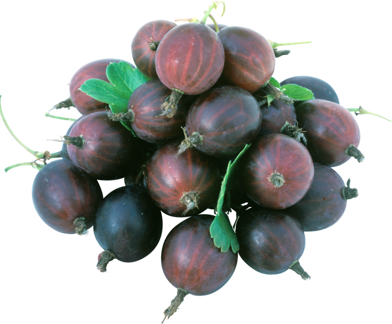 Gooseberries - Крыжовник Png (770x636)