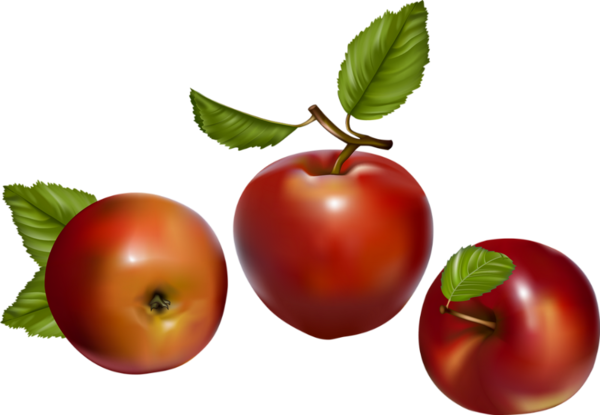 Fruit Vector (600x415)