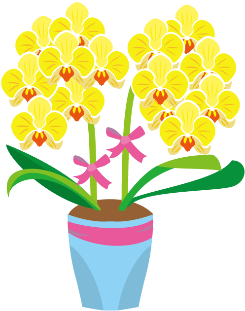鉢植え04-胡蝶蘭イラスト - Phalaenopsis Aphrodite (497x631)
