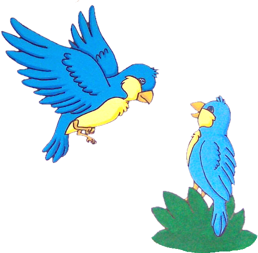 Budgie (525x500)