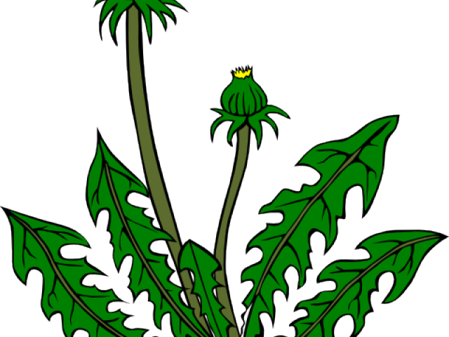 Share - Dandelion Clip Art (640x480)