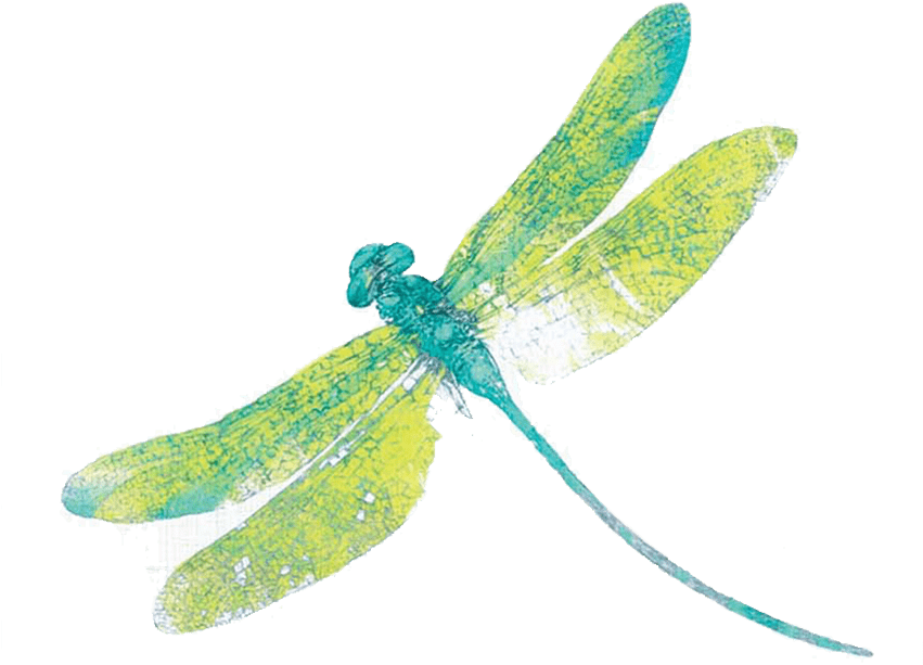 Dragonfly Clipart Transparent Background - Damselfly (850x850)