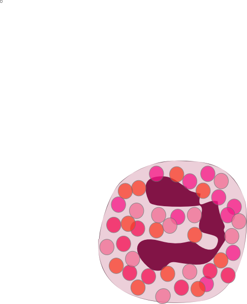 Eosinophil Clipart (486x597)
