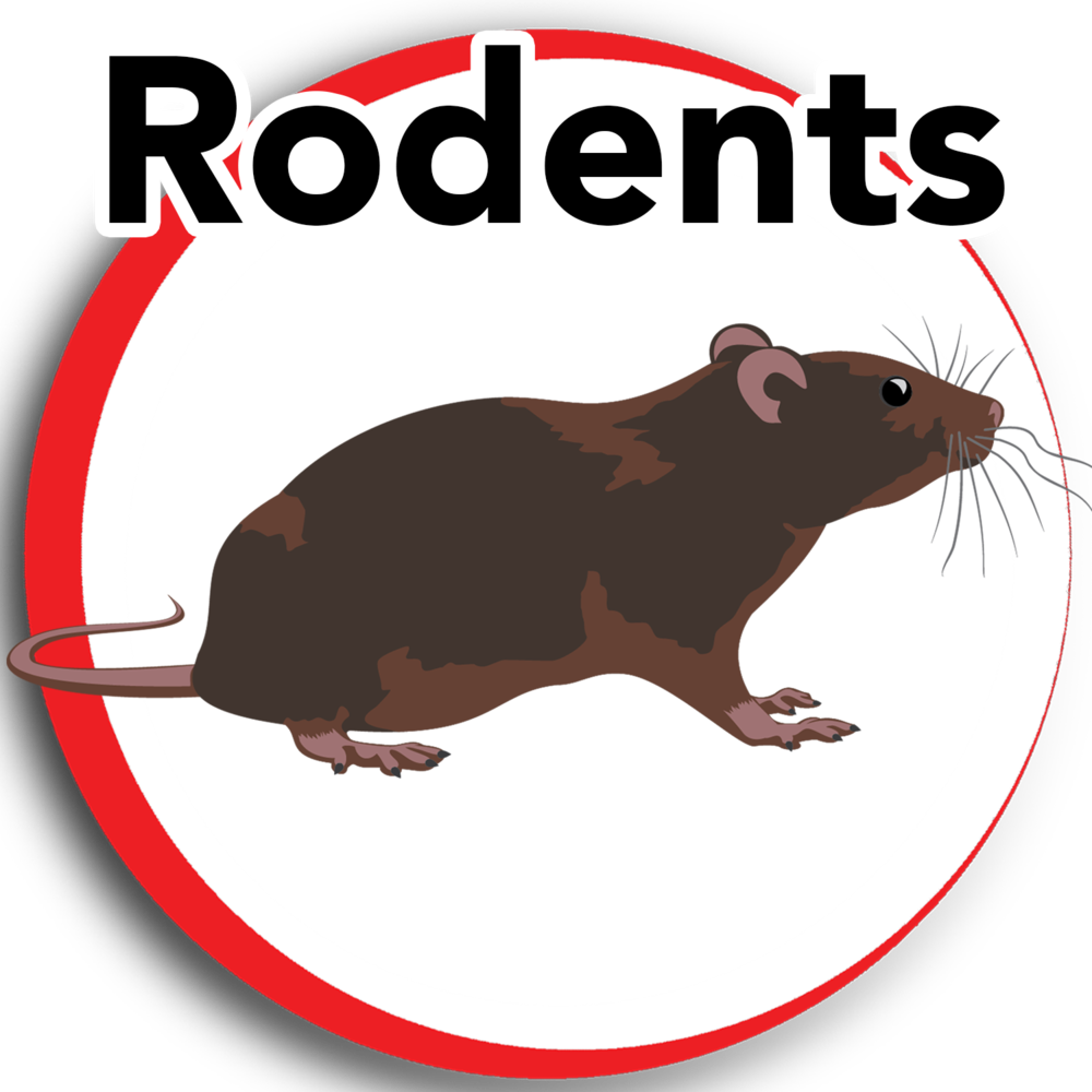 Rodents Update 2 - Rodent (1000x1000)
