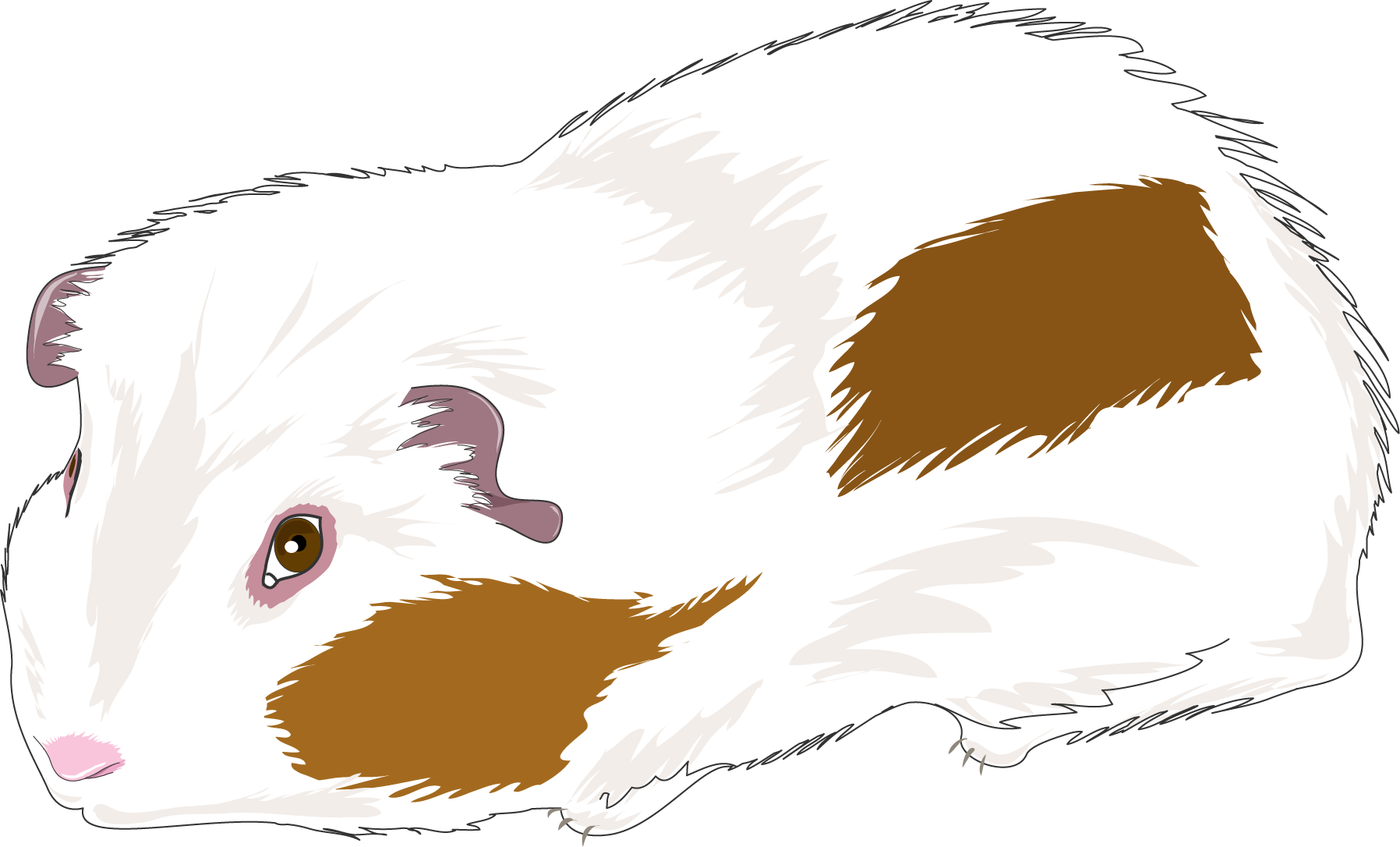 Guinea Pig - Guinea Pig (1796x1086)