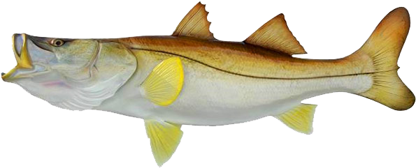 Central America Snook (640x284)