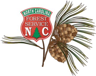 Longleaf Pine Illustration With Ncfs Shield - Longleaf Pine (400x303)
