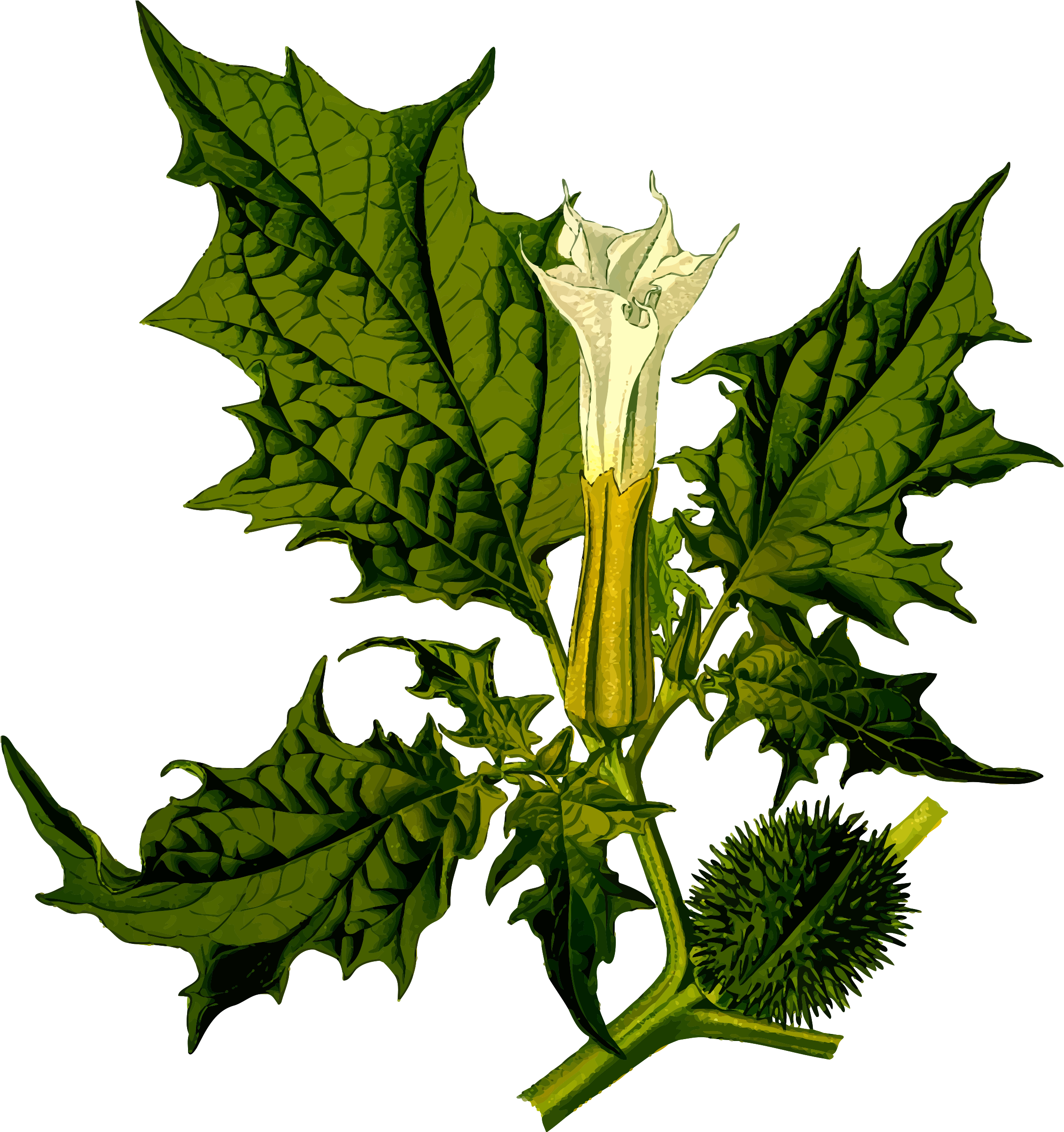 Devil's Snare - Datura Stramonium (2264x2400)