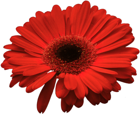 Margarita Flor Roja (500x417)