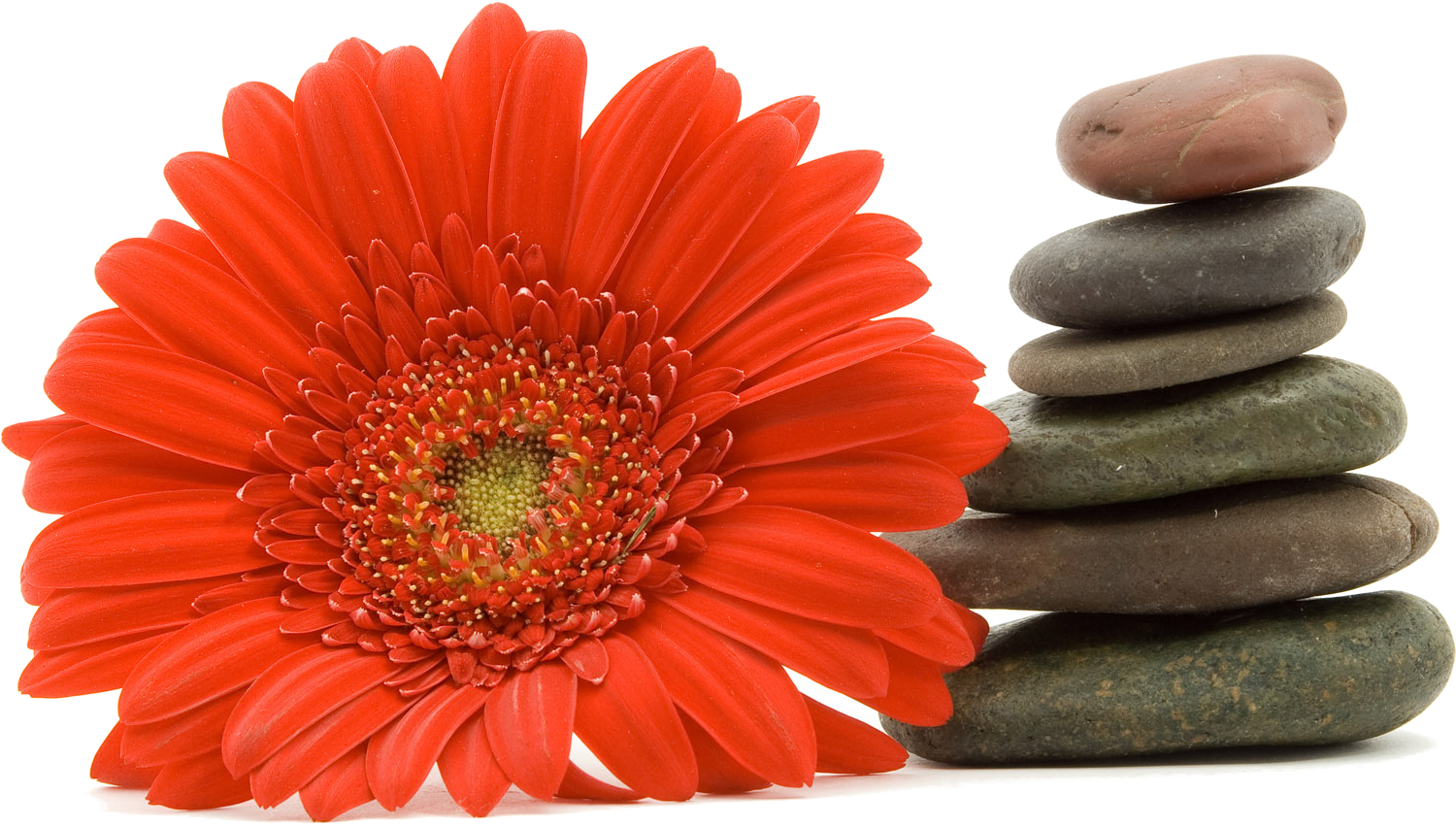 Orange Flowers White Background (1920x1200)