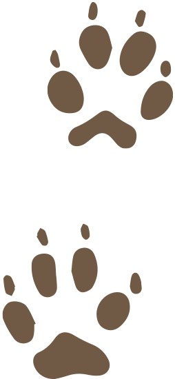 Red Fox Tracks Have An Overall, Egg Shape With A Distant - Difference Between Wolf And Husky (254x550)