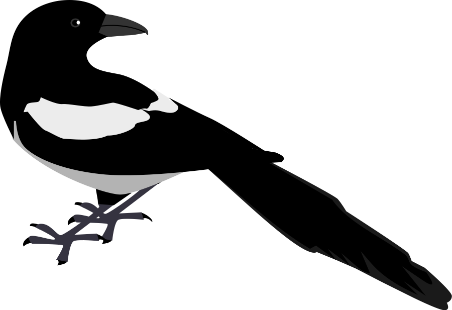 Magpie Alberta (1094x750)