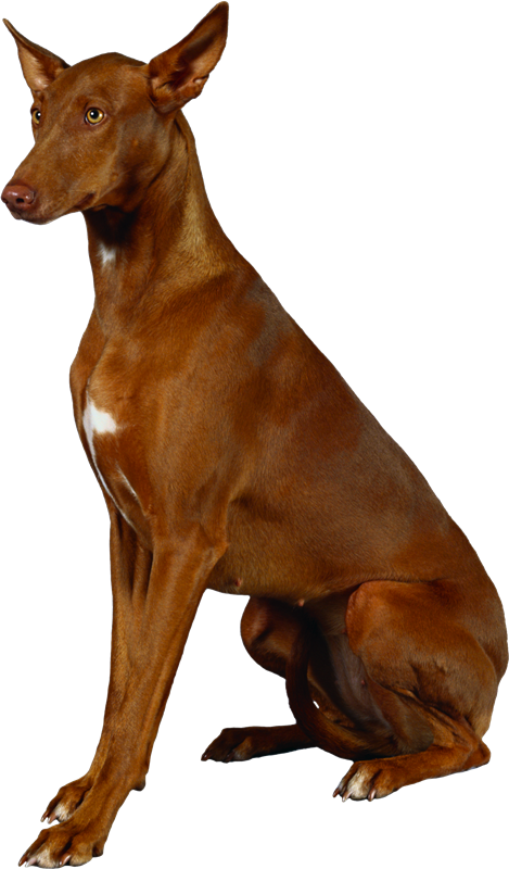 Find - Dogs 101 (469x800)