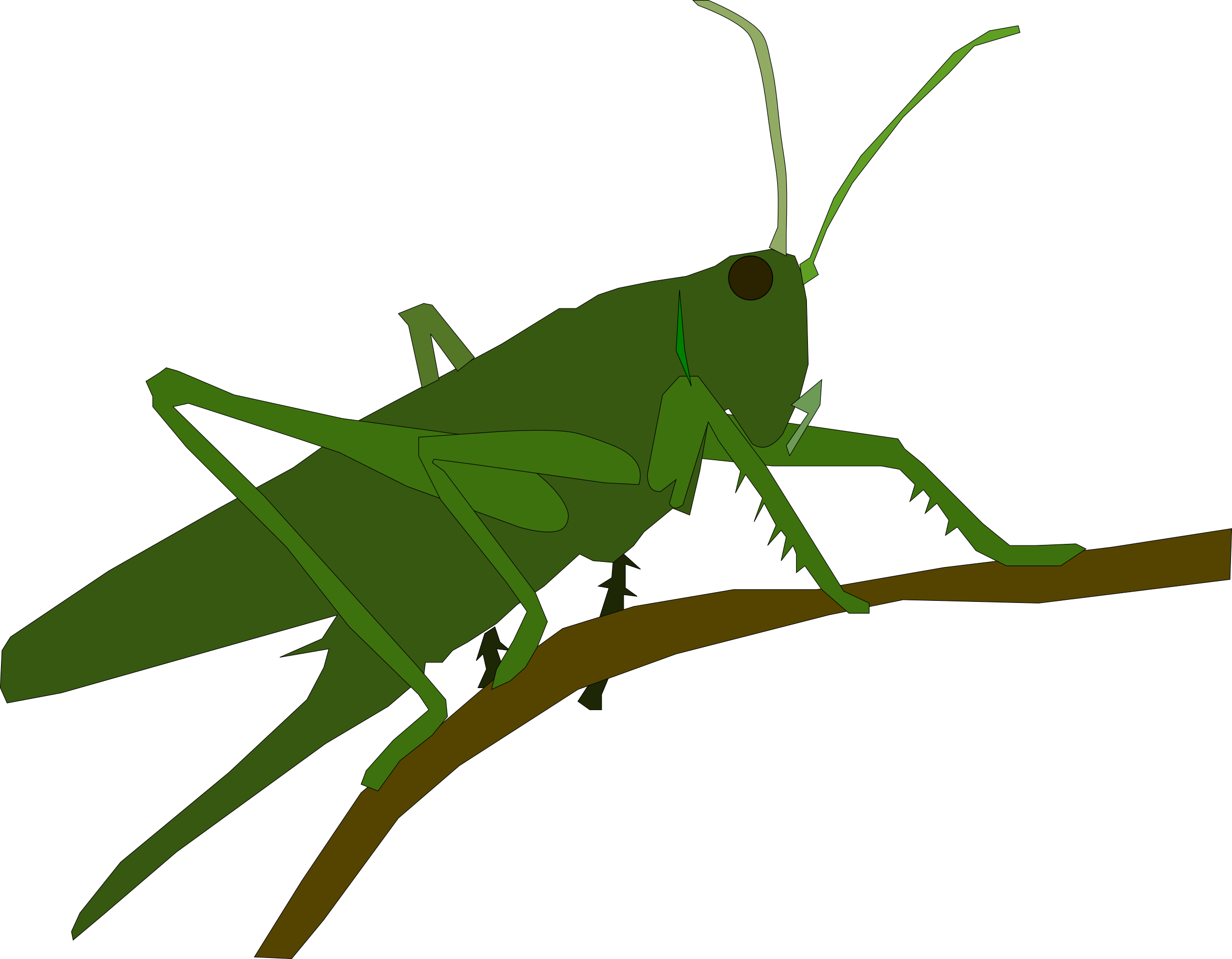 Big Image - Animales Saltamontes (2400x1869)
