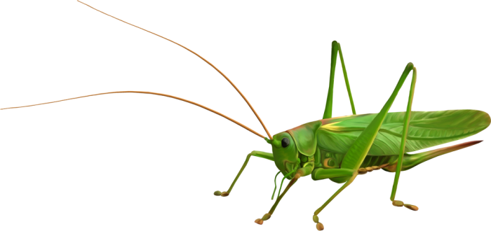 Saltamontes Png (700x330)