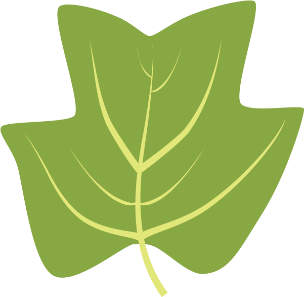 Tuliptree - Leaf (600x600)
