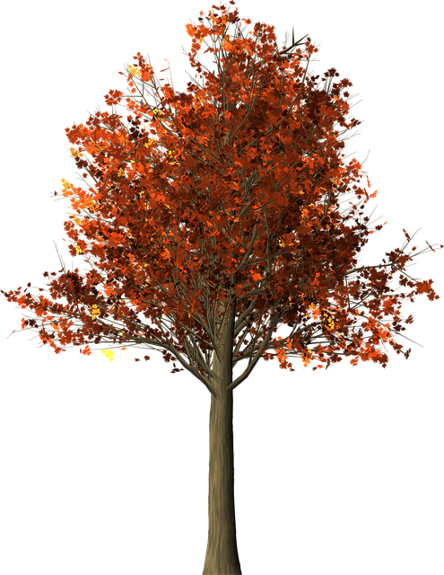 Com Collection - Daun Maple Gambar Maple (495x640)