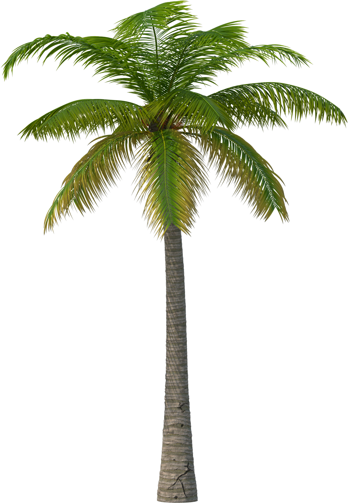 Palm Trees (2048x2048)