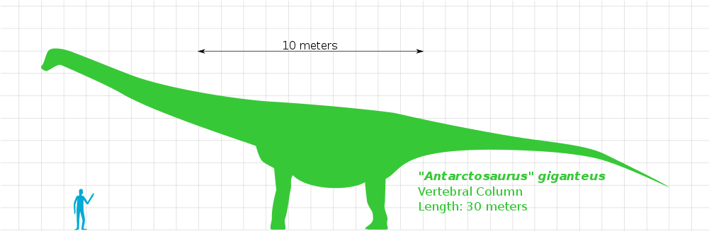 Open - Antarctosaurus (1000x382)