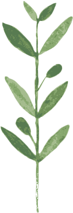 Long Thyme - Thyme (346x771)