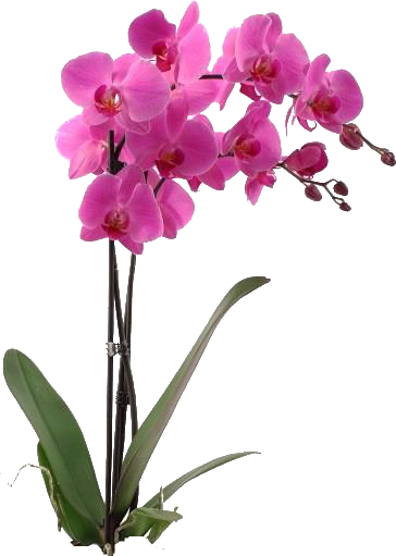 Orchids (364x511)