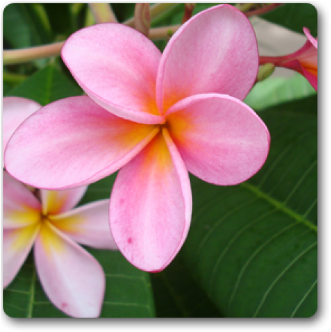 Pink Plumeria (650x489)