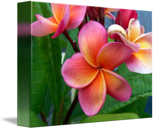 Frangipani (650x547)