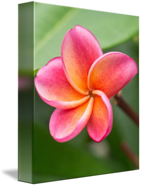 Frangipani (494x650)