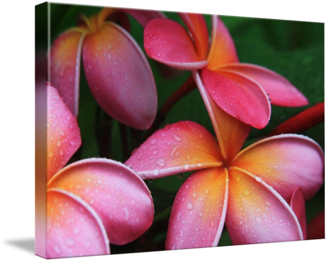 Frangipani (650x517)