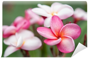 Frangipani (400x400)
