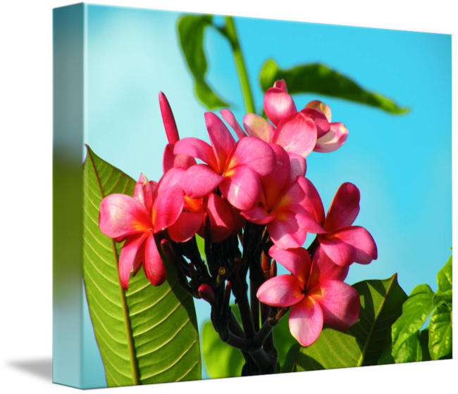 Frangipani (650x560)