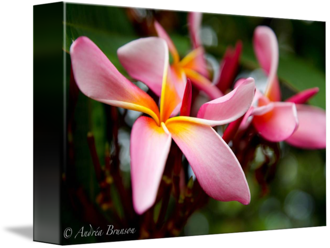 Frangipani (650x490)