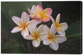Frangipani (400x400)