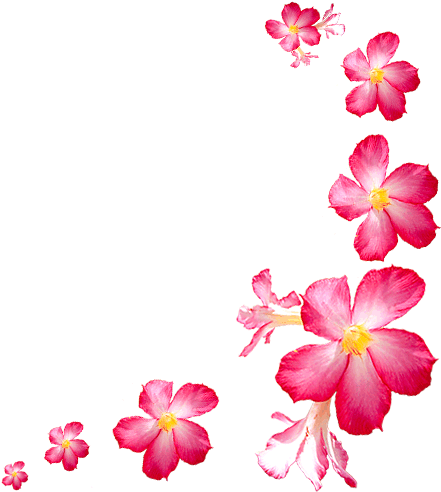 มุม กรอบ ดอกไม้ เลื้อย (490x500)