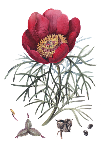 Protea (472x760)